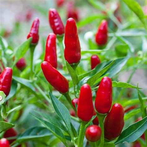 Read page 1 of our customer reviews for more information on the Bonnie Plants 19 oz. . Bonnie plants peppers
